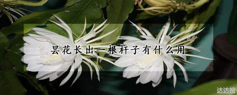 昙花长出一根杆子有什么用