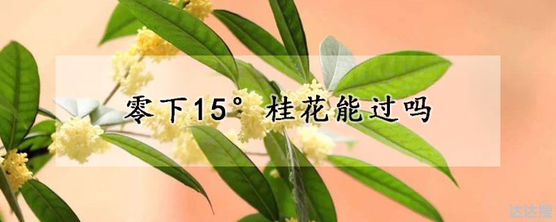 零下15°桂花能不能过冬（零下15°桂花能过吗）