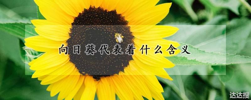 向日葵代表着什么含义