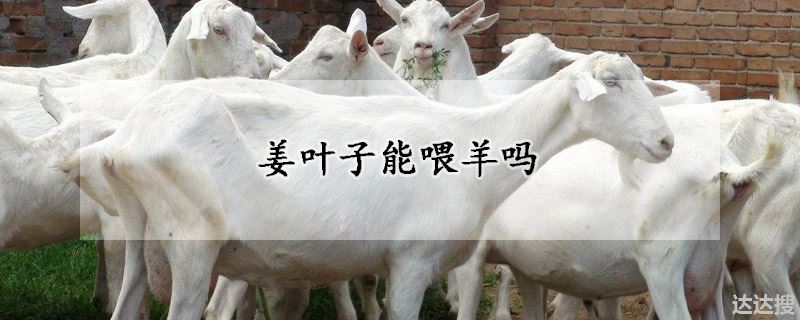 姜叶子能喂羊吗