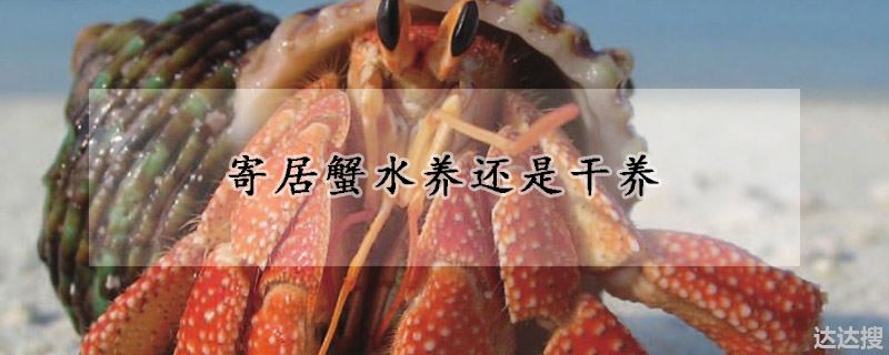 寄居蟹水养还是干养