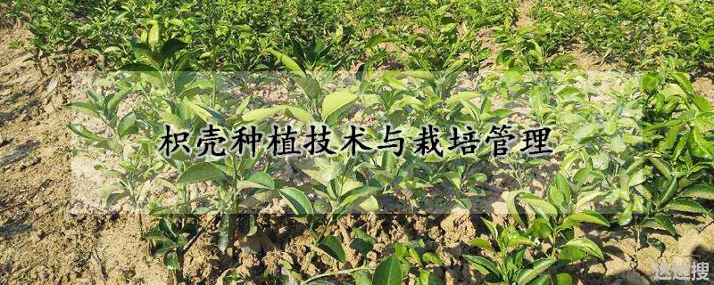 枳壳种植技术与栽培管理