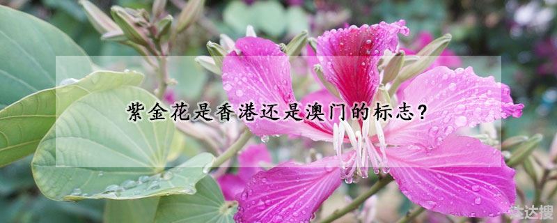 紫金花是香港还是澳门的标志?