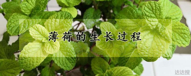 薄荷的生长过程