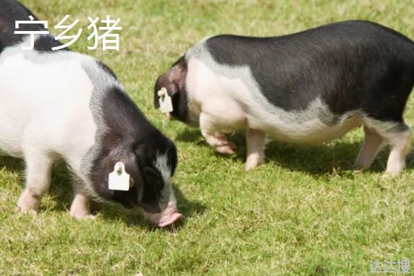 四大名猪，分别详细介绍