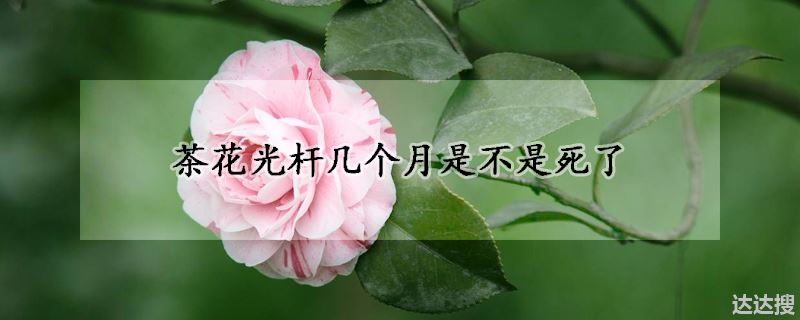 茶花光杆几个月是不是死了
