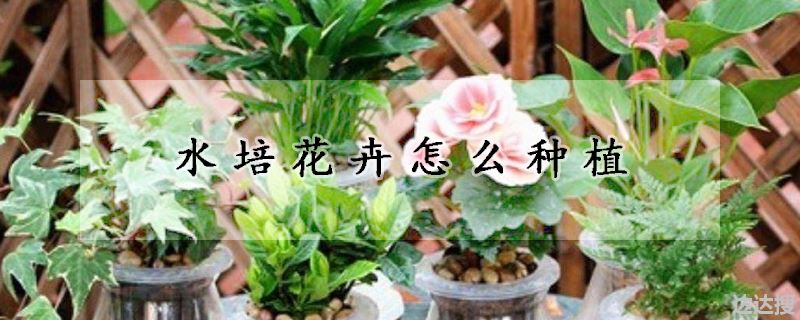 水培花卉怎么种植