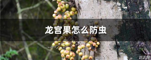 龙宫果怎么防虫