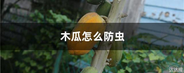 木瓜怎么防虫