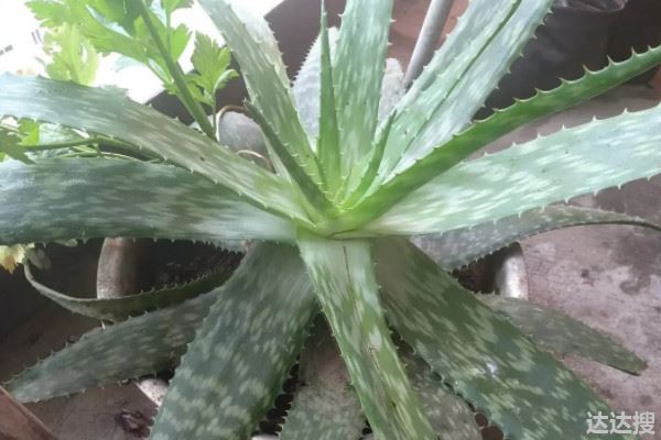 不怕暴晒的60种植物 不怕暴晒的植物有哪些