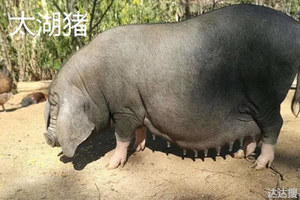 四大名猪，分别详细介绍