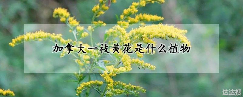 加拿大一枝黄花是什么植物