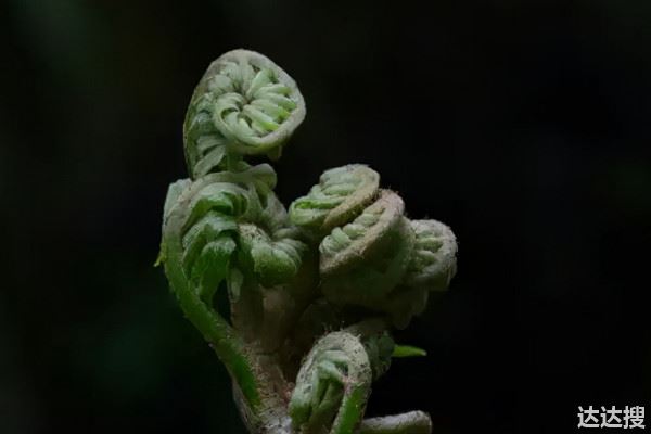 观音莲座蕨是国家保护植物吗