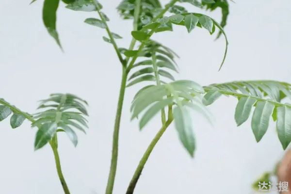 观音莲座蕨是国家保护植物吗
