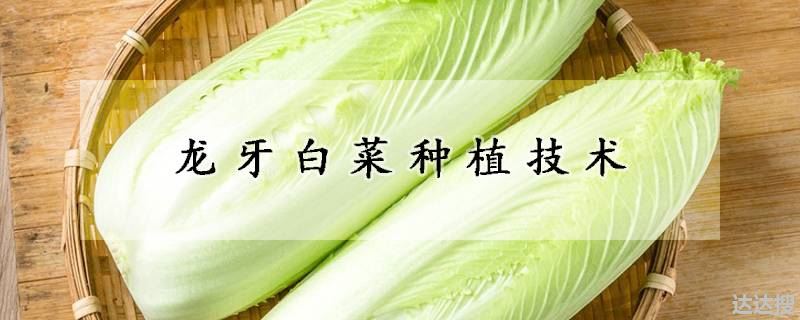 龙牙白菜如何种植(龙牙白菜种植技术)