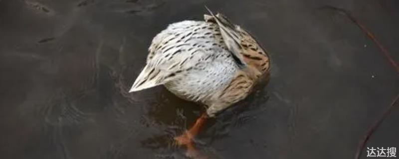 鸭子