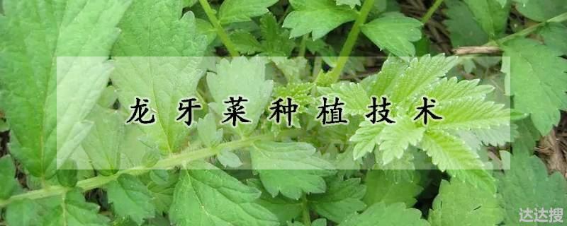 龙牙菜如何种植(龙牙菜种植技术)