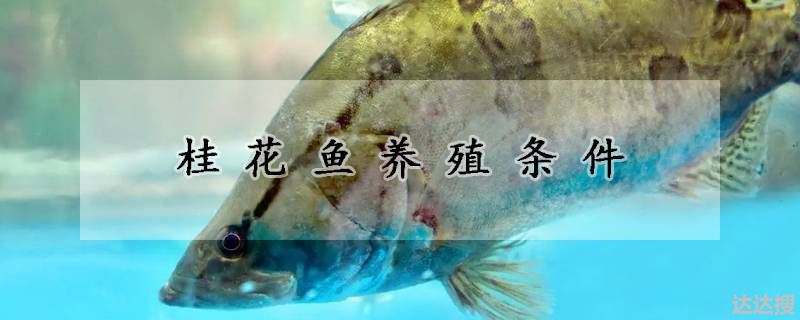桂花鱼养殖条件