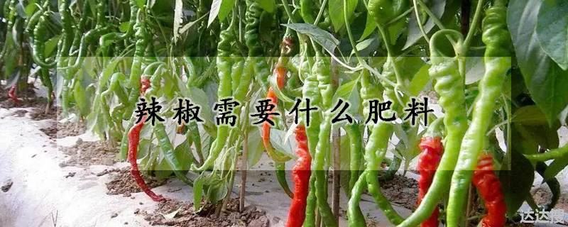 辣椒需要什么肥料