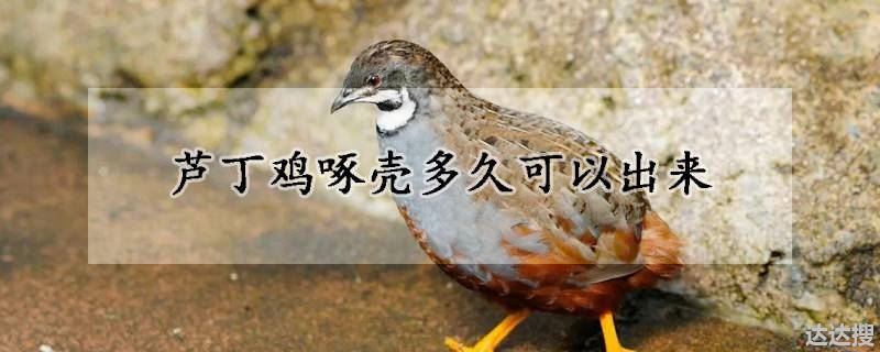 芦丁鸡啄壳多久可以出来