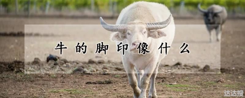 牛的脚印像什么