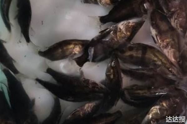 桂花鱼养殖条件