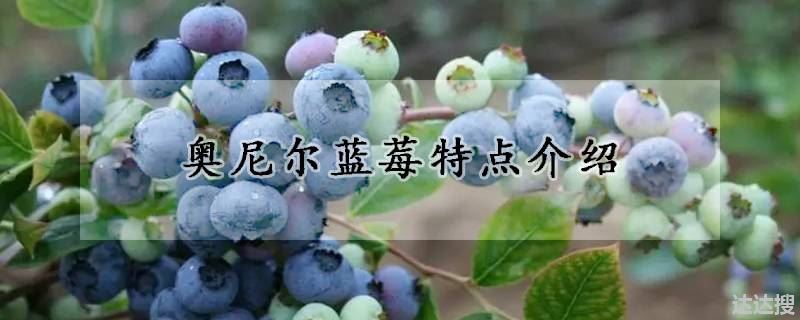 奥尼尔蓝莓特点介绍