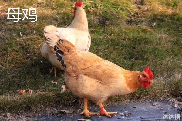 鸡有几个脚趾，如何区分公鸡和母鸡