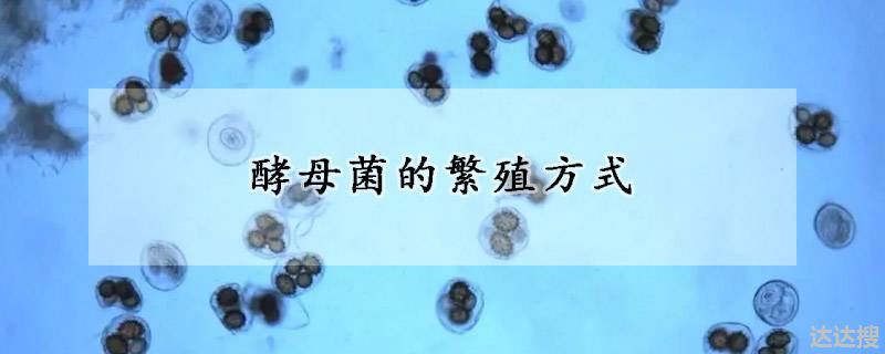 酵母菌的繁殖方式
