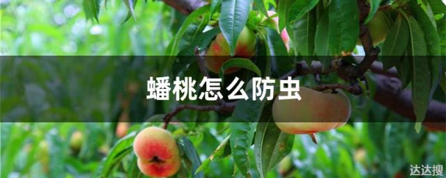 蟠桃怎么防虫 蟠桃怎么防虫