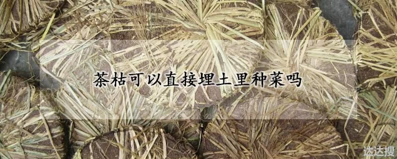 茶枯可不可以直接埋土里种菜（茶枯可以直接埋土里种菜吗）