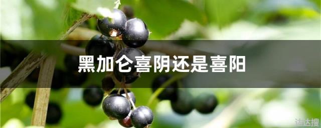 黑加仑喜阴还是喜阳