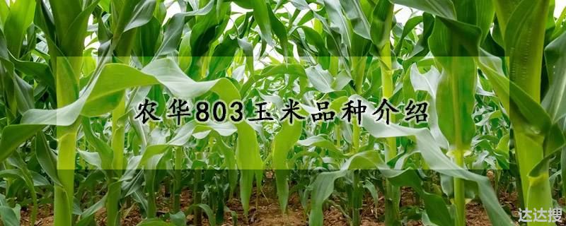 农华803玉米品种特点（农华803玉米品种介绍）