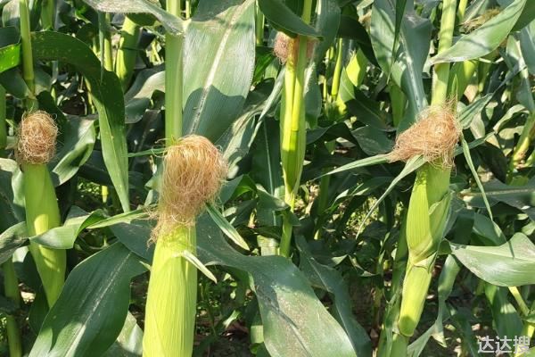 yf3240玉米种简介，适合哪里种植，产量如何