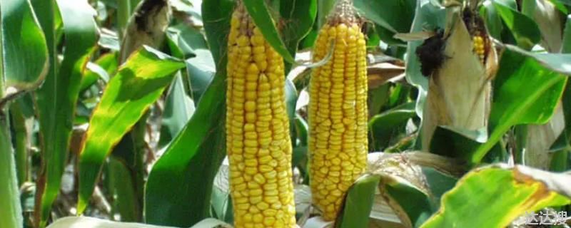 强育513玉米种简介产量如何，玉米种强育513特征特性
