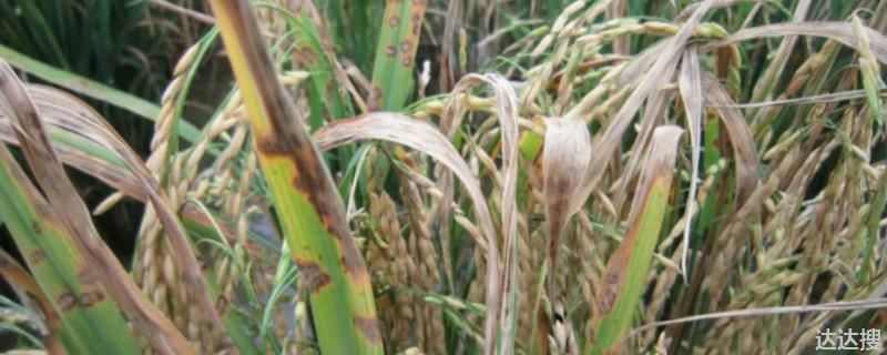 水稻稻瘟病的症状 稻瘟病分为哪六种
