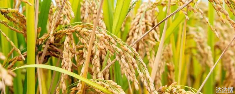 水稻品种3010的特点 龙粳3010水稻品种简介