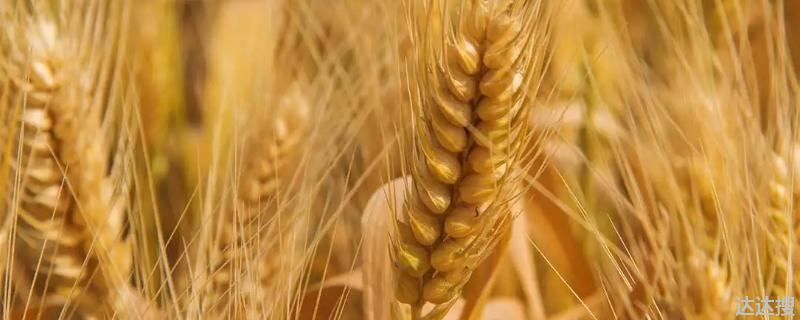 小麦立春后可以施肥吗 春季小麦什么时候浇水施肥
