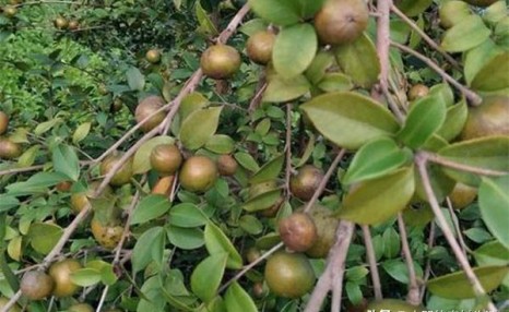 一亩油茶一年赚多少