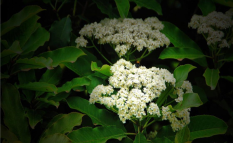 石楠花为什么叫最污花