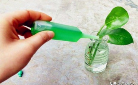 营养液如何正确使用才能更容易被植物吸收