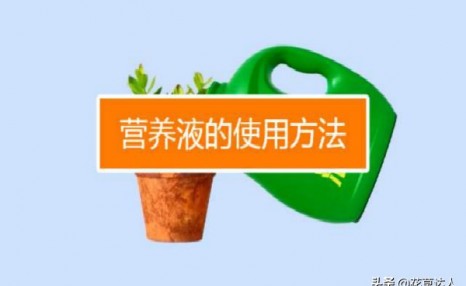 营养液如何正确使用才能更容易被植物吸收