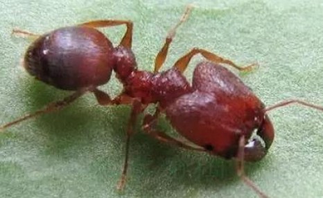 蚂蚁的生物习性及危害