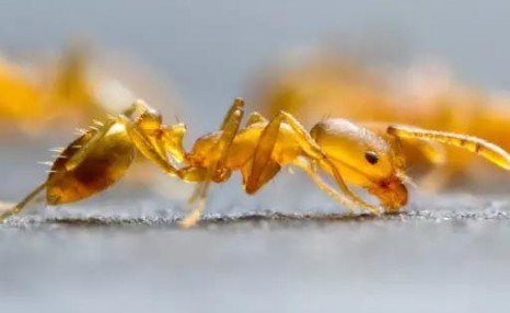 蚂蚁的生物习性及危害
