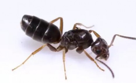 蚂蚁的生物习性及危害