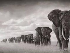 象群为什么要迁移？象群迁移的原因是什么？象群中谁是首领？