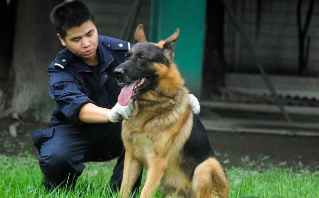 中国刑警学院竞售54只淘汰受训犬