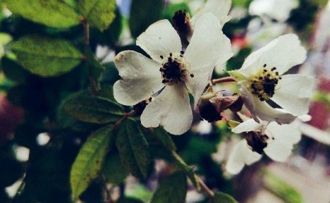 紫苏和蒲公英可以泡水吗？蒲公英和艾草、苍普、紫苏、薄荷可以一起煮吗？ 