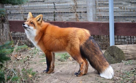 科普 狐臭和狐狸有关吗？