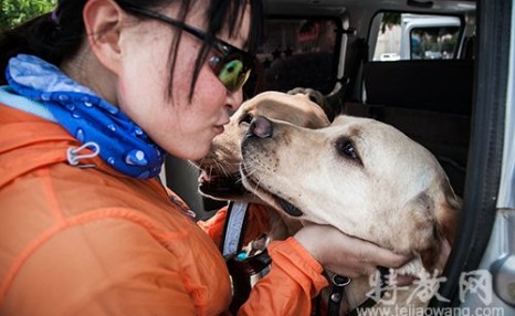 被淘汰的狗怎么拍出售：被淘汰的警犬小狗会怎样？ 